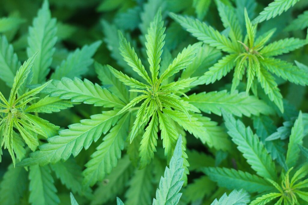 cannabis, marijuana, medicinal marijuana-7203210.jpg
